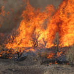 Sage produces long flame lengths